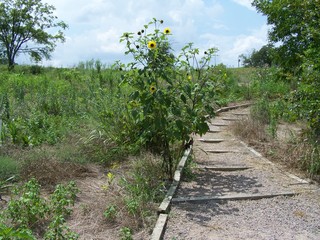 Filename=100_4285.JPG
Filesize=2545KiB
Dimensions=2832x2128
Date added=Sep 28, 2019 100_4285.JPG