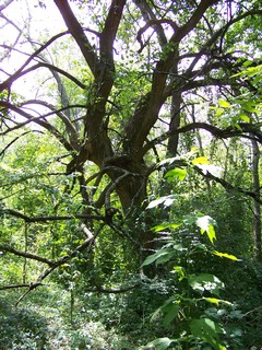 Filename=100_4286.JPG
Filesize=2887KiB
Dimensions=2128x2832
Date added=Sep 28, 2019 100_4286.JPG