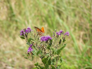 Filename=100_4290.JPG
Filesize=967KiB
Dimensions=2832x2128
Date added=Sep 28, 2019 100_4290.JPG