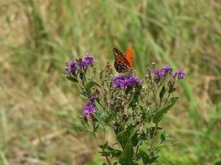 Filename=100_4291.JPG
Filesize=1082KiB
Dimensions=2832x2128
Date added=Sep 28, 2019 100_4291.JPG