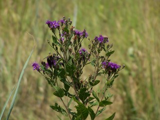 Filename=100_4292.JPG
Filesize=1135KiB
Dimensions=2832x2128
Date added=Sep 28, 2019 100_4292.JPG