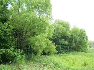 Filename=100_4302.JPG
Filesize=2229KiB
Dimensions=2832x2128
Date added=Sep 28, 2019 100_4302.JPG