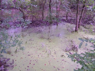 Filename=100_4304.JPG
Filesize=2166KiB
Dimensions=2832x2128
Date added=Sep 28, 2019 100_4304.JPG