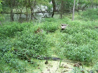 Filename=100_4305.JPG
Filesize=2955KiB
Dimensions=2832x2128
Date added=Sep 28, 2019 100_4305.JPG