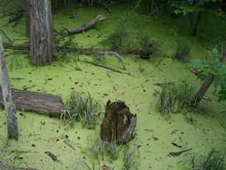 Filename=100_4306.JPG
Filesize=2227KiB
Dimensions=2832x2128
Date added=Sep 28, 2019 100_4306.JPG