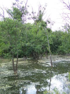 Filename=100_4312.JPG
Filesize=2487KiB
Dimensions=2128x2832
Date added=Sep 28, 2019 100_4312.JPG