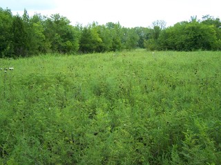 Filename=100_4331.JPG
Filesize=2227KiB
Dimensions=2832x2128
Date added=Sep 28, 2019 100_4331.JPG