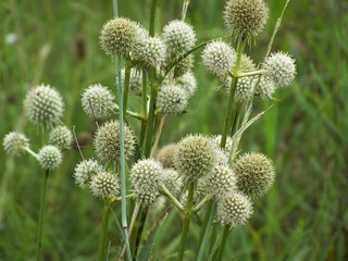 Filename=100_4335.JPG
Filesize=1285KiB
Dimensions=2832x2128
Date added=Sep 28, 2019 100_4335.JPG