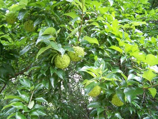 Filename=100_4341.JPG
Filesize=1850KiB
Dimensions=2832x2128
Date added=Sep 28, 2019 100_4341.JPG