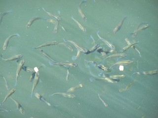 Filename=100_4417.JPG
Filesize=783KiB
Dimensions=2832x2128
Date added=Sep 28, 2019 100_4417.JPG