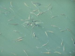 Filename=100_4418.JPG
Filesize=810KiB
Dimensions=2832x2128
Date added=Sep 28, 2019 100_4418.JPG