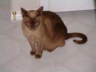 Filename=Christmas_Eve_2001_011.jpg
Filesize=1196KiB
Dimensions=2048x1536
Date added=Sep 28, 2019 Christmas_Eve_2001_011.jpg