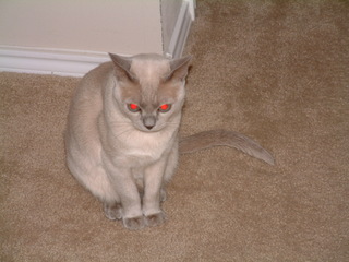 Filename=Christmas_Eve_2001_012.jpg
Filesize=1239KiB
Dimensions=2048x1536
Date added=Sep 28, 2019 Christmas_Eve_2001_012.jpg