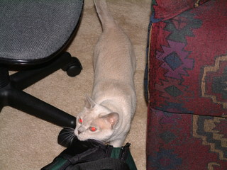 Filename=Christmas_Eve_2001_083.jpg
Filesize=1214KiB
Dimensions=2048x1536
Date added=Sep 28, 2019 Christmas_Eve_2001_083.jpg