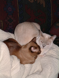 Filename=DSCF0001~0.JPG
Filesize=1213KiB
Dimensions=1536x2048
Date added=Sep 28, 2019 DSCF0001~0.JPG