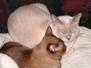 Filename=DSCF0002~0.JPG
Filesize=1252KiB
Dimensions=2048x1536
Date added=Sep 28, 2019 DSCF0002~0.JPG