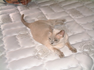 Filename=DSCF0006~0.JPG
Filesize=1208KiB
Dimensions=2048x1536
Date added=Sep 28, 2019 DSCF0006~0.JPG