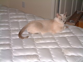 Filename=DSCF0008.JPG
Filesize=1202KiB
Dimensions=2048x1536
Date added=Sep 28, 2019 DSCF0008.JPG