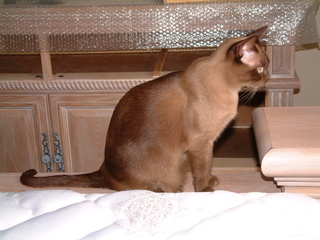 Filename=DSCF0009~0.JPG
Filesize=1306KiB
Dimensions=2048x1536
Date added=Sep 28, 2019 DSCF0009~0.JPG