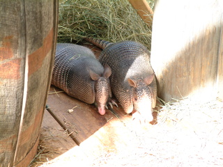 Filename=DSCF0018.JPG
Filesize=1389KiB
Dimensions=2048x1536
Date added=Sep 28, 2019 DSCF0018.JPG