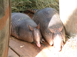 Filename=DSCF0019.JPG
Filesize=1338KiB
Dimensions=2048x1536
Date added=Sep 28, 2019 DSCF0019.JPG