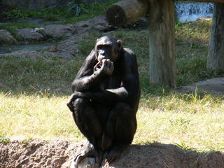 Filename=DSCF4334.JPG
Filesize=1845KiB
Dimensions=3264x2448
Date added=Sep 28, 2019 DSCF4334.JPG