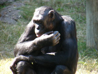 Filename=DSCF4336.JPG
Filesize=1951KiB
Dimensions=3264x2448
Date added=Sep 28, 2019 DSCF4336.JPG