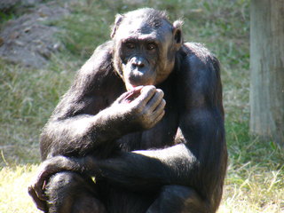 Filename=DSCF4339.JPG
Filesize=1962KiB
Dimensions=3264x2448
Date added=Sep 28, 2019 DSCF4339.JPG