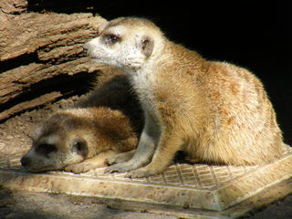 Filename=DSCF4359.JPG
Filesize=1855KiB
Dimensions=3264x2448
Date added=Sep 28, 2019 DSCF4359.JPG