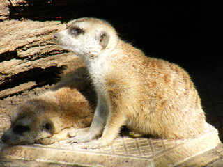 Filename=DSCF4363.JPG
Filesize=1809KiB
Dimensions=3264x2448
Date added=Sep 28, 2019 DSCF4363.JPG