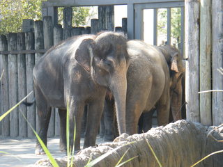 Filename=DSCF4367.JPG
Filesize=1770KiB
Dimensions=3264x2448
Date added=Sep 28, 2019 DSCF4367.JPG