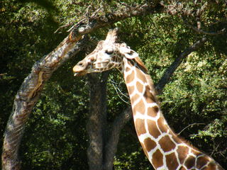 Filename=DSCF4374.JPG
Filesize=1888KiB
Dimensions=3264x2448
Date added=Sep 28, 2019 DSCF4374.JPG