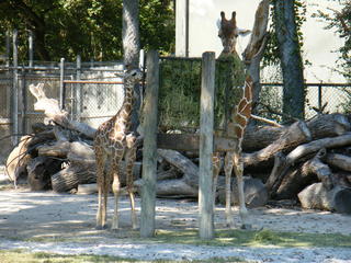 Filename=DSCF4379.JPG
Filesize=1917KiB
Dimensions=3264x2448
Date added=Sep 28, 2019 DSCF4379.JPG