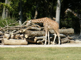 Filename=DSCF4381.JPG
Filesize=1854KiB
Dimensions=3264x2448
Date added=Sep 28, 2019 DSCF4381.JPG