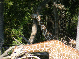 Filename=DSCF4383.JPG
Filesize=1894KiB
Dimensions=3264x2448
Date added=Sep 28, 2019 DSCF4383.JPG