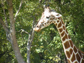 Filename=DSCF4388.JPG
Filesize=1926KiB
Dimensions=3264x2448
Date added=Sep 28, 2019 DSCF4388.JPG