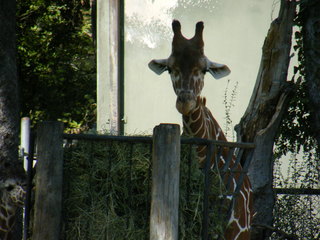 Filename=DSCF4389.JPG
Filesize=1947KiB
Dimensions=3264x2448
Date added=Sep 28, 2019 DSCF4389.JPG