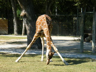 Filename=DSCF4394.JPG
Filesize=1863KiB
Dimensions=3264x2448
Date added=Sep 28, 2019 DSCF4394.JPG