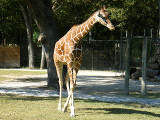 Filename=DSCF4398.JPG
Filesize=1895KiB
Dimensions=3264x2448
Date added=Sep 28, 2019 DSCF4398.JPG