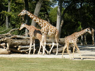 Filename=DSCF4406.JPG
Filesize=1867KiB
Dimensions=3264x2448
Date added=Sep 28, 2019 DSCF4406.JPG