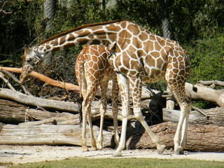 Filename=DSCF4407.JPG
Filesize=1889KiB
Dimensions=3264x2448
Date added=Sep 28, 2019 DSCF4407.JPG