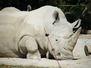 Filename=DSCF4412.JPG
Filesize=1770KiB
Dimensions=3264x2448
Date added=Sep 28, 2019 DSCF4412.JPG