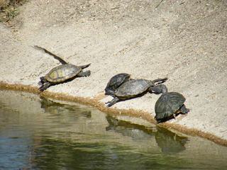 Filename=DSCF4414.JPG
Filesize=1863KiB
Dimensions=3264x2448
Date added=Sep 28, 2019 DSCF4414.JPG