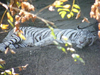 Filename=DSCF4430.JPG
Filesize=1777KiB
Dimensions=3264x2448
Date added=Sep 28, 2019 DSCF4430.JPG