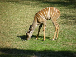 Filename=DSCF4446.JPG
Filesize=1896KiB
Dimensions=3264x2448
Date added=Sep 28, 2019 DSCF4446.JPG