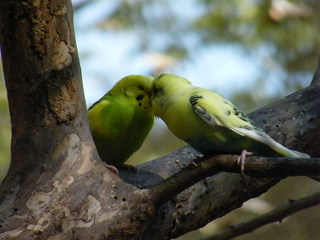 Filename=DSCF4457.JPG
Filesize=1903KiB
Dimensions=3264x2448
Date added=Sep 28, 2019 DSCF4457.JPG