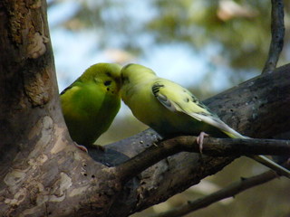 Filename=DSCF4458.JPG
Filesize=1925KiB
Dimensions=3264x2448
Date added=Sep 28, 2019 DSCF4458.JPG