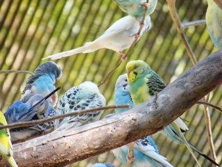 Filename=DSCF4461.JPG
Filesize=1910KiB
Dimensions=3264x2448
Date added=Sep 28, 2019 DSCF4461.JPG