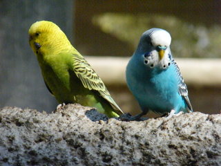 Filename=DSCF4463.JPG
Filesize=1841KiB
Dimensions=3264x2448
Date added=Sep 28, 2019 DSCF4463.JPG