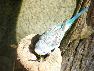 Filename=DSCF4471.JPG
Filesize=1816KiB
Dimensions=3264x2448
Date added=Sep 28, 2019 DSCF4471.JPG